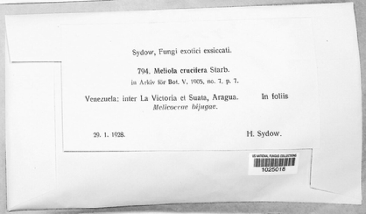 Meliola crucifera image